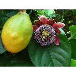Passiflora quadrangularis Passionsblomssläktet Frön
