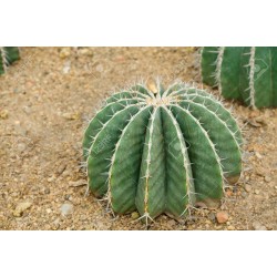 Μεξικάνικο βαρέλι Cactus σπόροι (Ferocactus Schwarzii) 2.049999 - 1