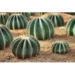 Μεξικάνικο βαρέλι Cactus σπόροι (Ferocactus Schwarzii) 2.049999 - 2