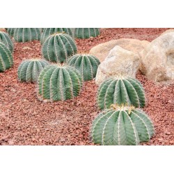 Μεξικάνικο βαρέλι Cactus σπόροι (Ferocactus Schwarzii) 2.049999 - 3