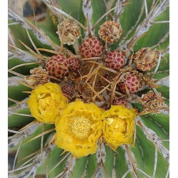 Meksiko Barrel Kaktus Seme (Ferocactus Schvarzii) 2.049999 - 6