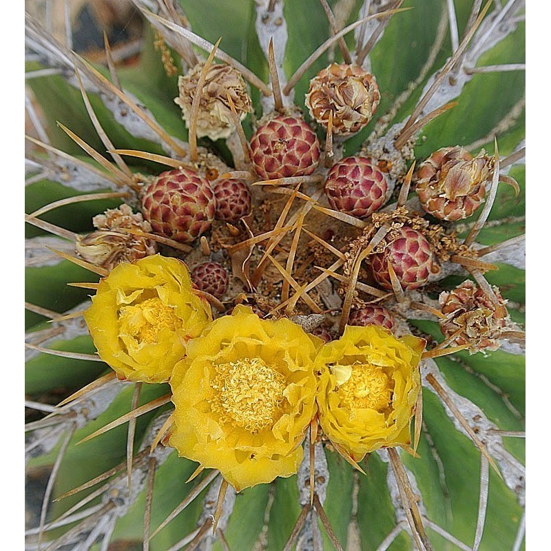 Semi di cactus barilotto del Messico (Ferocactus Schwarzii) 2.049999 - 6