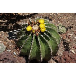 Meksiko Barrel Kaktus Seme (Ferocactus Schvarzii) 2.049999 - 4