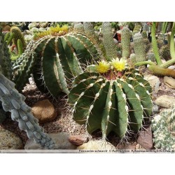 Meksiko Barrel Kaktus Seme (Ferocactus Schvarzii) 2.049999 - 5