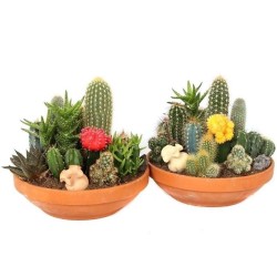 Semillas De Cactus Mix 15 Especies Diferentes 2.25 - 3