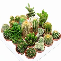 Semi Di Cactus Mix 15 Specie Diverse 2.25 - 2