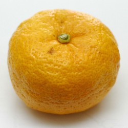 Yuzu Zitrone Samen Winterhart bis -20°C (Citrus junos) 4.15 - 3