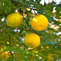Yuzu Σπόροι Ιαπωνικά εσπεριδοειδή -20 ° C (Citrus junos) 4.15 - 7