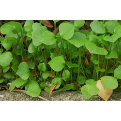 Winter Purslane, Indian Lettuce Seeds (Claytonia perfoliata) 1.95 - 3