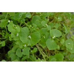 Winterportulak - Gewöhnliche Tellerkraut Samen (Claytonia perfoliata) 1.95 - 4