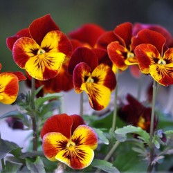 Sementes de Amor-perfeito (Viola tricolor) 1.85 - 1