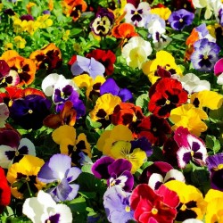 Sementes de Amor-perfeito (Viola tricolor) 1.85 - 3