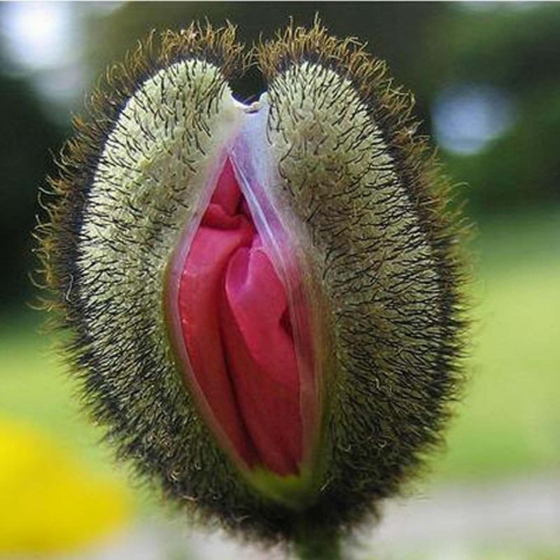 Vulva Flower Seeds. 
