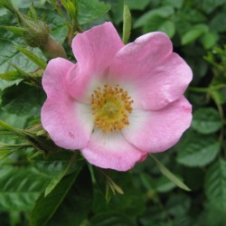 Sementes de Rosa silvestre ou Rosa mosqueta 1.85 - 3