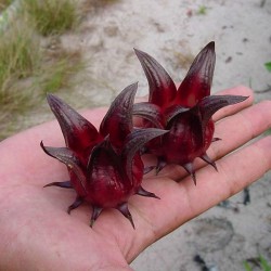 Розелла - Гибискус семена (Hibiscus sabdariffa) 1.95 - 4