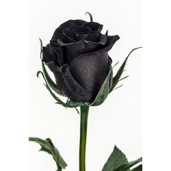 Frön Black Rose Sällsynta 2.5 - 2