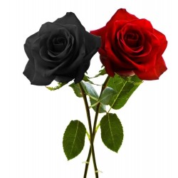 Σπόροι Black Rose Σπάνιες 2.5 - 4