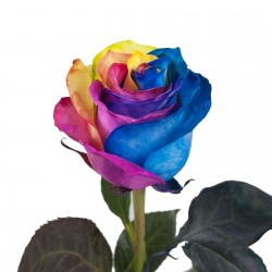 Frön Regnbåge-Rainbow Rose 2.5 - 1