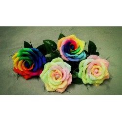 Details about   100 Rainbow Rose Seeds Flower Perennial Flowers Seed Bloom