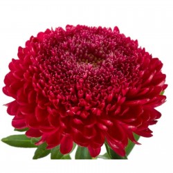 Chinese Aster Red 1.95 - 1