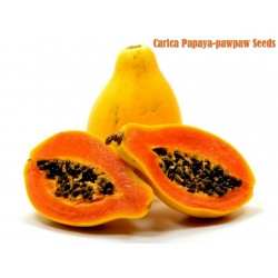 Graines de Papayer (Carica Papaya)