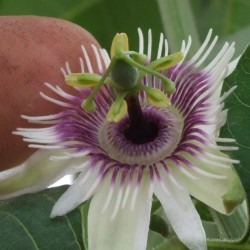 Hristov Venac Seme Passiflora morifolia 1.7 - 10