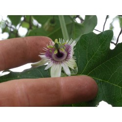 Blue Sweet Calabash Seeds (Passiflora morifolia) 1.7 - 11