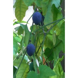 Graines Passiflora Morifolia 1.7 - 12