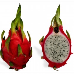 Sementes de Pitaya Fruta Do Dragao Exotica Exclusiva 2.35 - 6