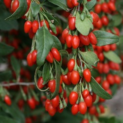 Γκοτζι Μπερι, Goji Berry σποροι (Lycium chinense) 1.55 - 2
