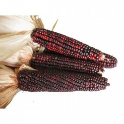 Семена красной Кукурузы Кровавый Мясник 1.95 - 3