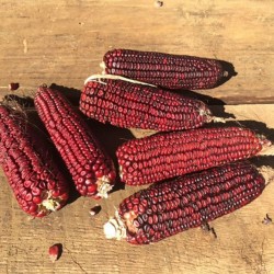 Семена красной Кукурузы Кровавый Мясник 1.95 - 4