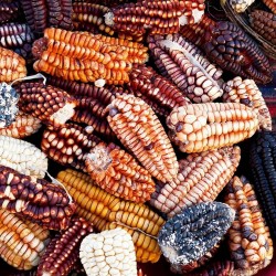 Peruanska Giant Corn Frön Sacsa Kuski 3.499999 - 1