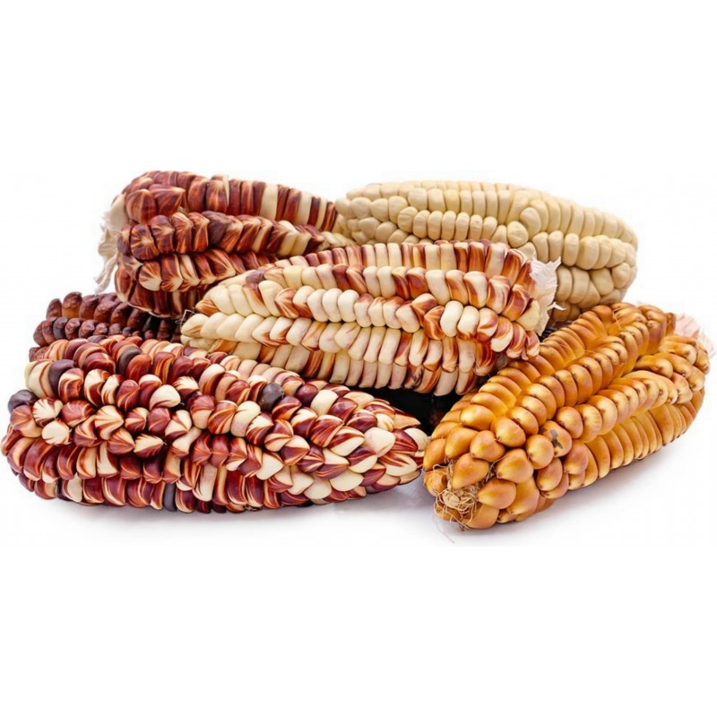 Peruanska Giant Corn Frön Sacsa Kuski 3.499999 - 11