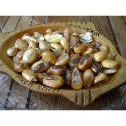 Riesen Röstmais - Mais der Anden CHULLPI Samen 2.45 - 4