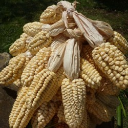 Semillas de maíz Gigante peruano Chullpi - Cancha 2.45 - 1