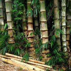 Sementes de Bambu Ferro (Dendrocalamus strictus) 4 - 4