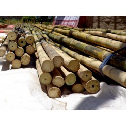 Semillas de bambú de hierro 4 - 2