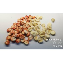 Graines de maïs Sacsa Kuski géant péruvien 3.499999 - 3