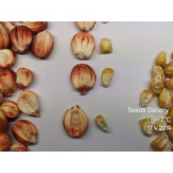 Sementes de milho gigante peruano Sacsa Kuski 3.499999 - 5