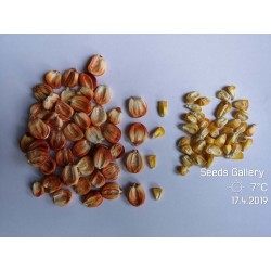 Sementes de milho gigante peruano Sacsa Kuski 3.499999 - 6