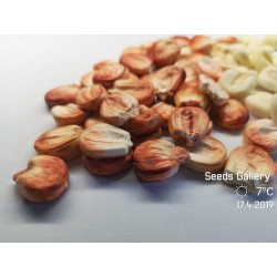 Graines de maïs Sacsa Kuski géant péruvien 3.499999 - 7