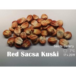 Peruanische Riesen rote Sacsa Kuski Mais Samen 3.499999 - 8