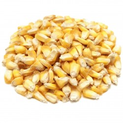Graines de Maïs des Andes Chulpe - Cancha Jaune 2.25 - 1