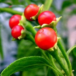 Semi di peperoncino boliviano ULUPICA (Capsicum cardenasii) 2.049999 - 5