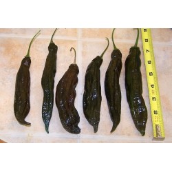 Sementes de Pimentão Peruano Aji Panca (Capsicum baccatum) 1.65 - 2