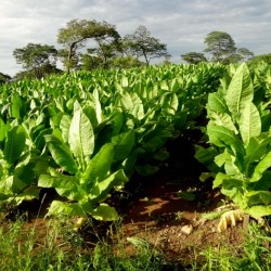 Burley Tobaksfrön kakao arom 1.95 - 2