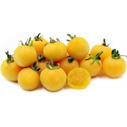 Sementes de Tomate pêssego (Peach tomato) 1.95 - 1