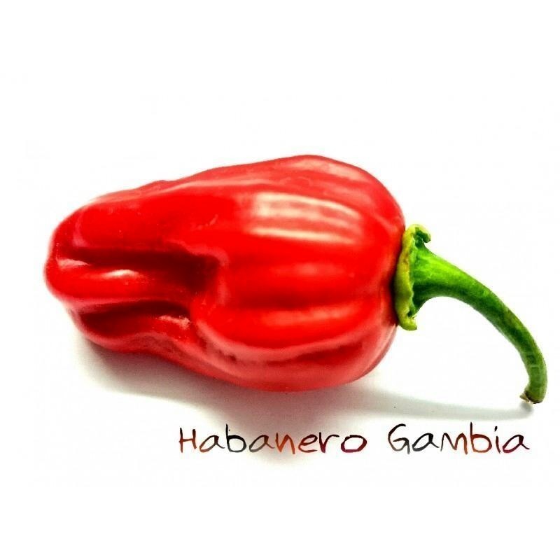 Chilifrön Habanero Gambia Red 2 - 7