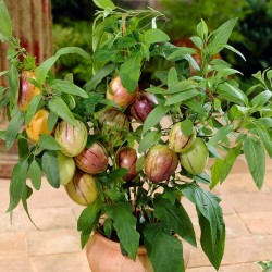 Σπόροι ΠΕΠΙΝΟ (Solanum muricatum) 2.55 - 2
